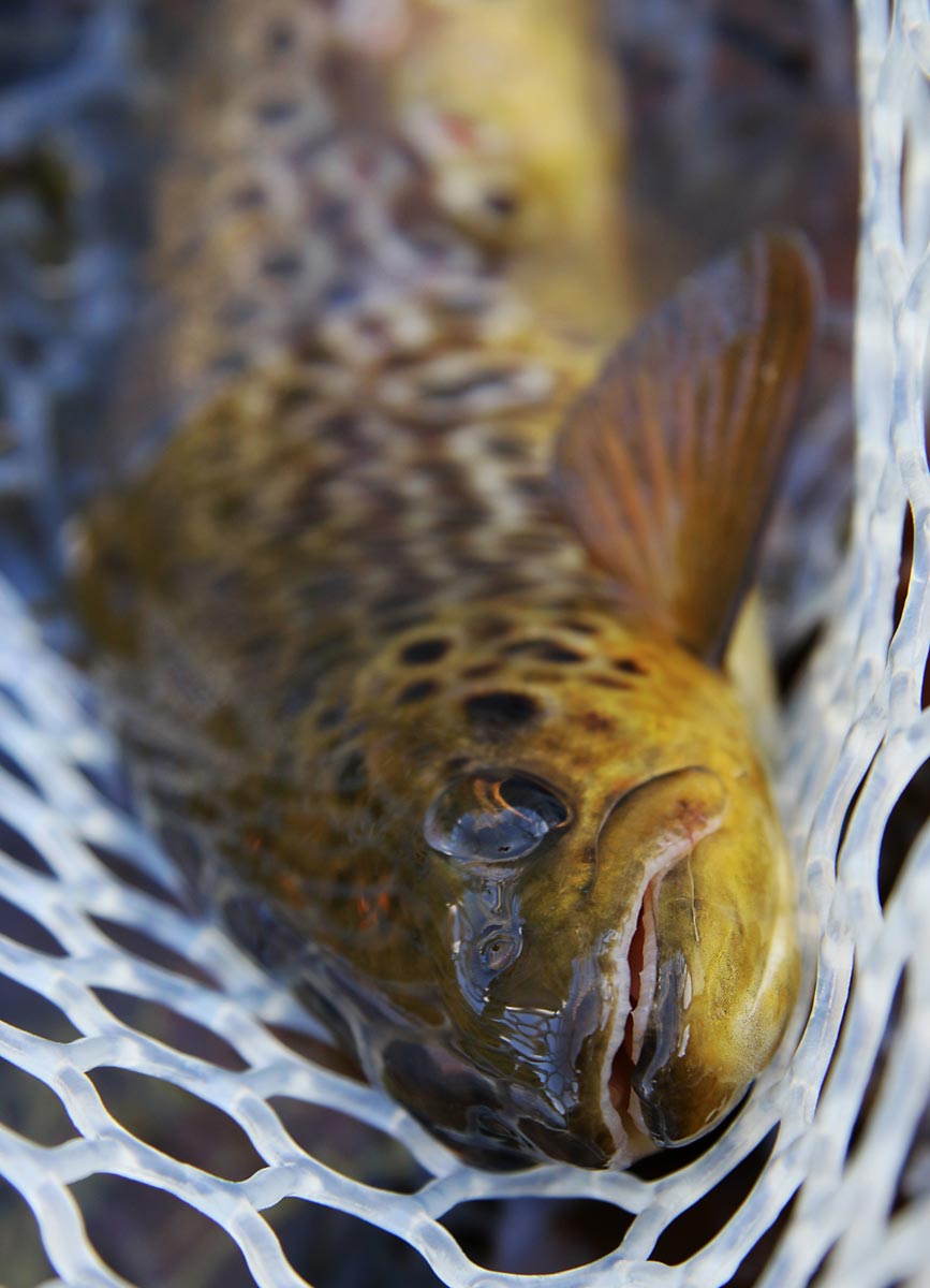 bestämmelser-övre